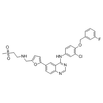 Lapatinib